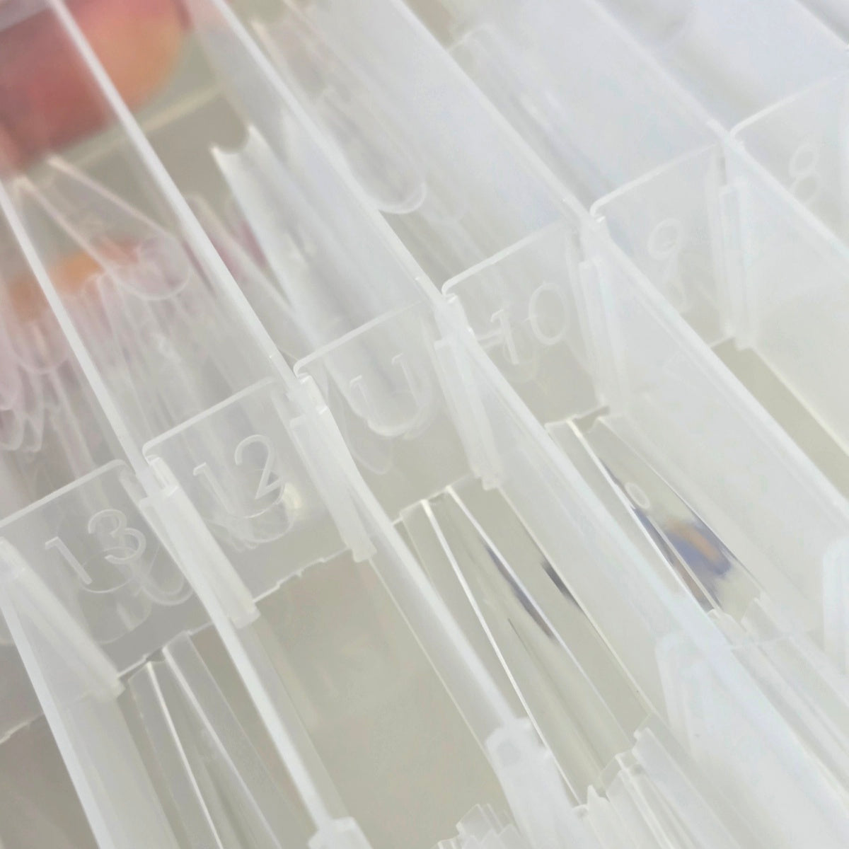 Dual Forms Sandwich - Ballerina 240